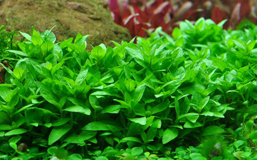Tropica 1•2•Grow! Staurogyne Repens