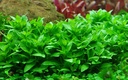 Tropica 1•2•Grow! Staurogyne Repens