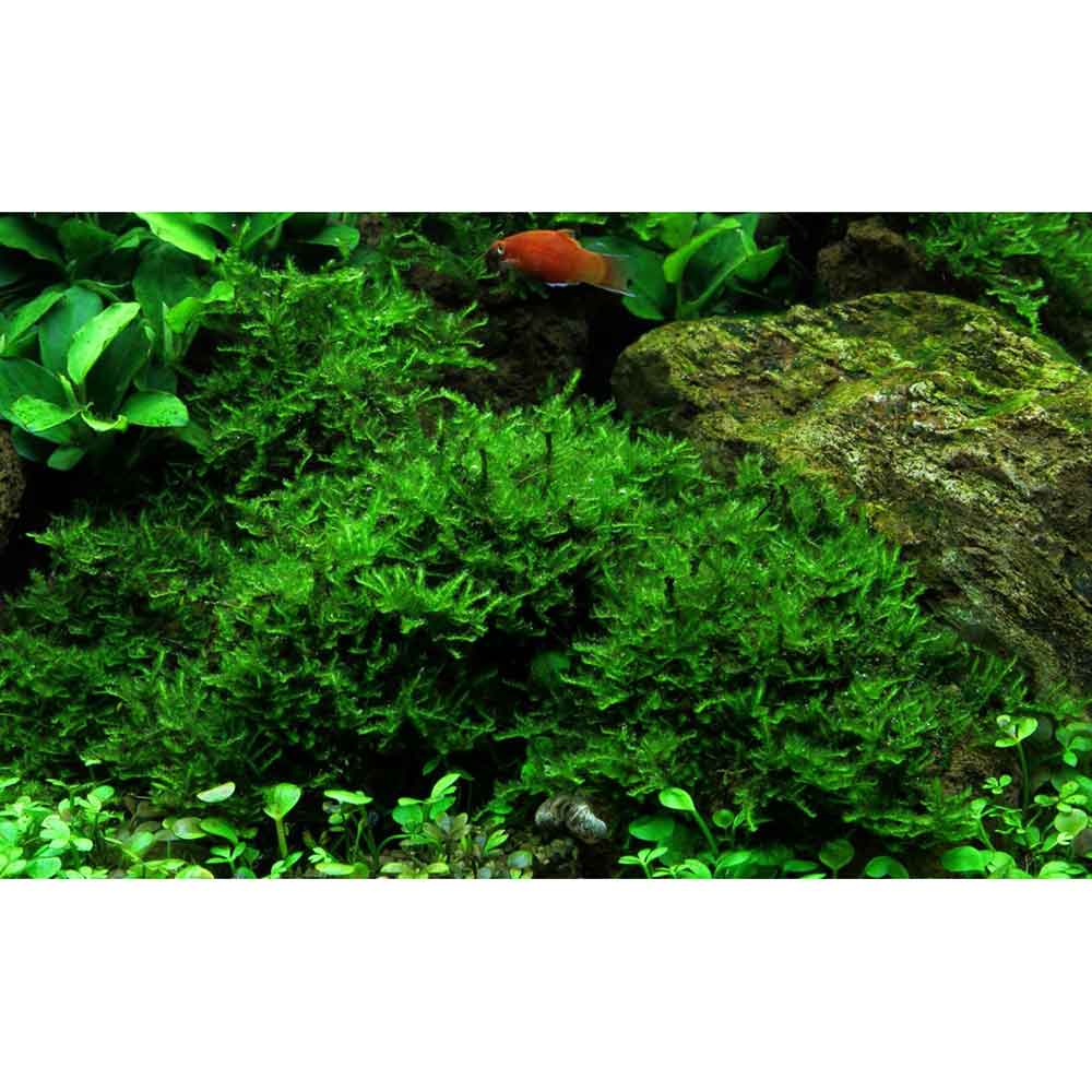 Tropica Vesicularia Dubyana "Christmas" porzione