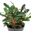 Tropica Bucephalandra sp. 'Red'