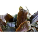 Tropica Bucephalandra 'Kedagang'