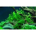 Tropica 1•2•Grow! Hemianthus micranthemoides