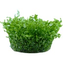 Tropica 1•2•Grow! Hemianthus micranthemoides