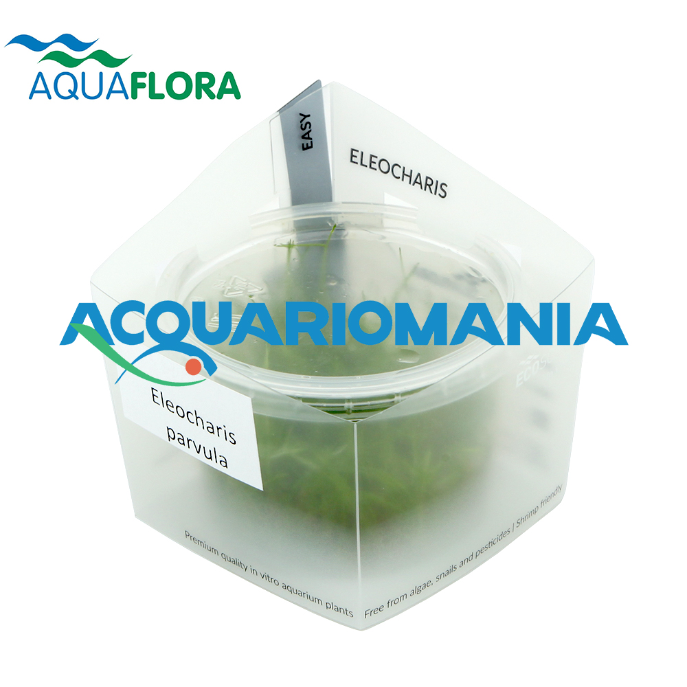 Aquaflora Eleocharis Parva in Vitro Cup