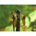 GlasGarten Shrimp Lollies Algen Power