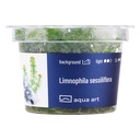 Aqua Art Limnophila sessiliflora in Vitro Cup