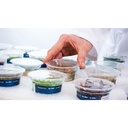 Aqua Art Micranthemum umbrosum in Vitro Cup