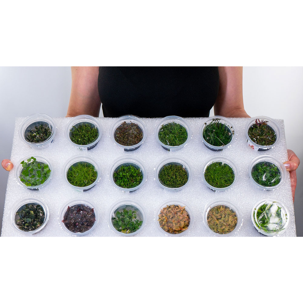 Aqua Art Micranthemum micranhemoides