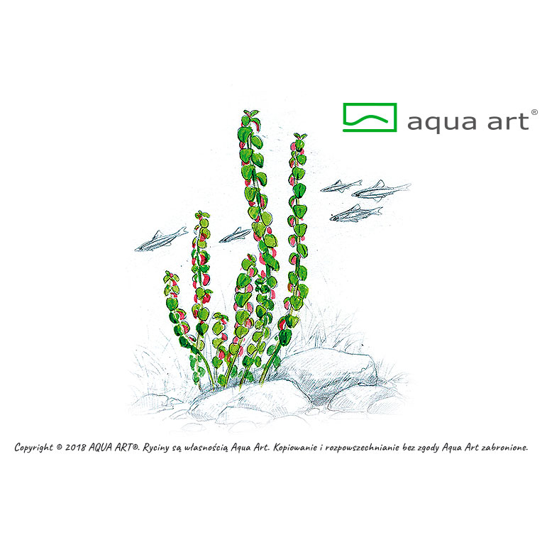 Aqua Art Rotala sp. "Pearl"
