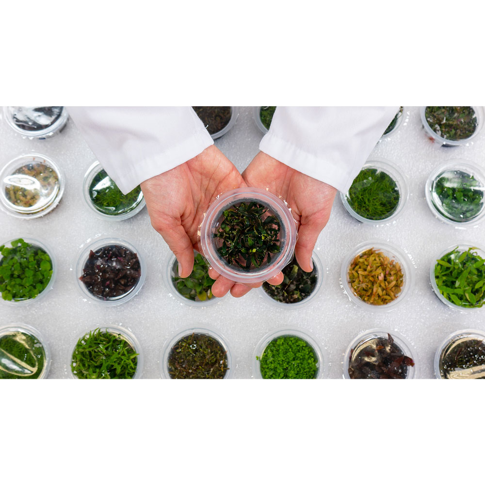 Aqua Art Rotala wallichii in Vitro Cup