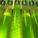 Planctontech Fitoamin Fitoplancton Vivo arricchito con Aminoacidi, Vitamine e Oligoelementi in bottiglietta 5l
