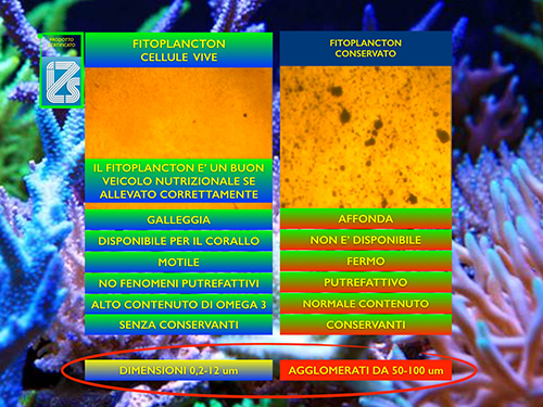 Planctontech Fitonatural Fitoplancton Vivo in bottiglietta 1 litro