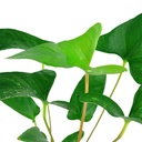 Tropica Anubias Gracilis in vasetto
