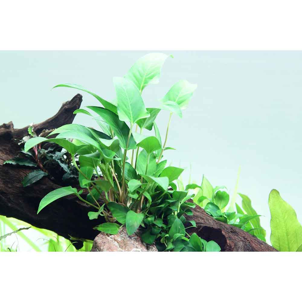Tropica Anubias Gracilis in vasetto