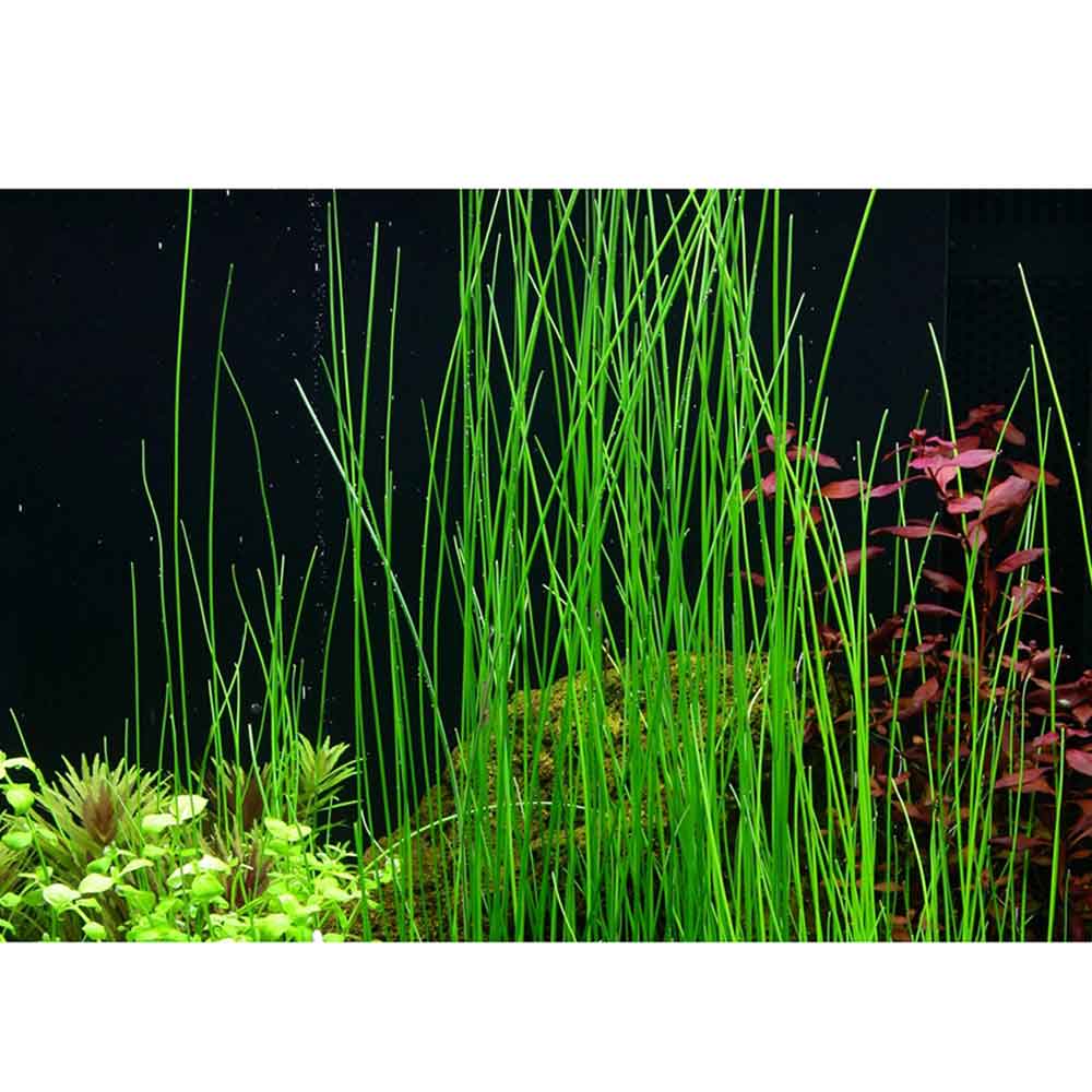 Tropica Eleocharis Sp. in vasetto