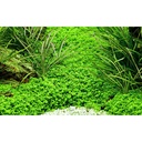 Tropica Hemianthus Callitrichoides "Cuba" in vasetto