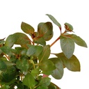 Tropica Ludwigia Repens "Rubin" in vasetto