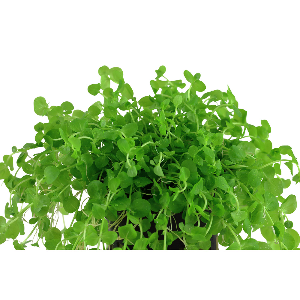 Tropica Micranthemum Umbrosum in vasetto