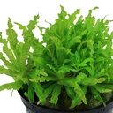 Tropica Pogostemon Helferi in vasetto