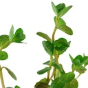Tropica Rotala Rotundifolia in vasetto