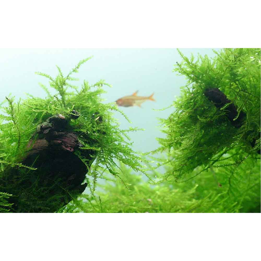 Tropica Taxiphyllum Barbieri in porzione