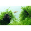 Tropica Taxiphyllum Barbieri in porzione