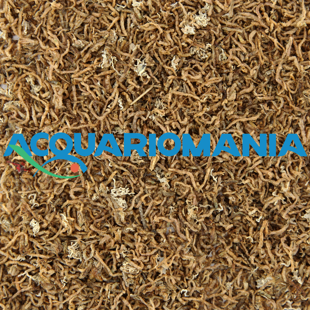 Shg Chironomus 60g