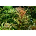 Tropica 1•2•Grow! Proserpinaca palustris "Cuba" in Vitro Cup