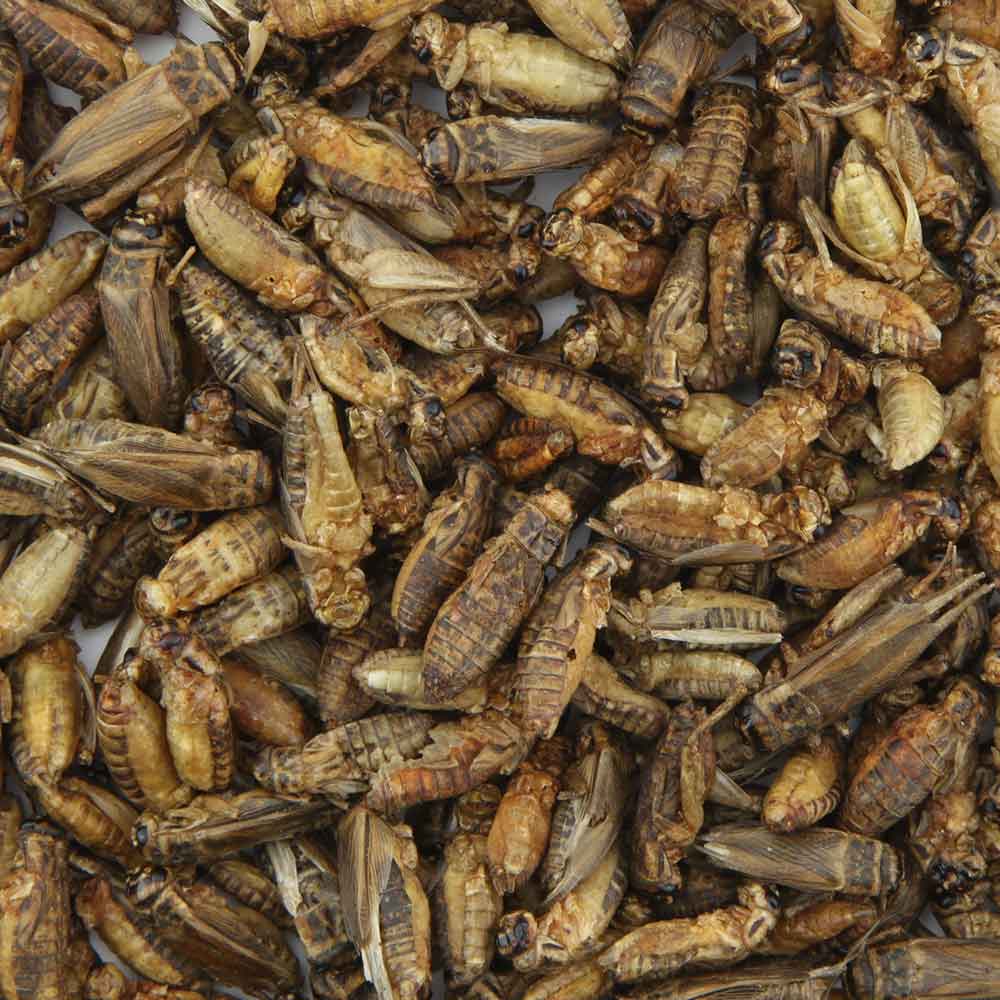 Nutrinsect Grilli Grandi Essiccati per Pesci Tropicali 3g