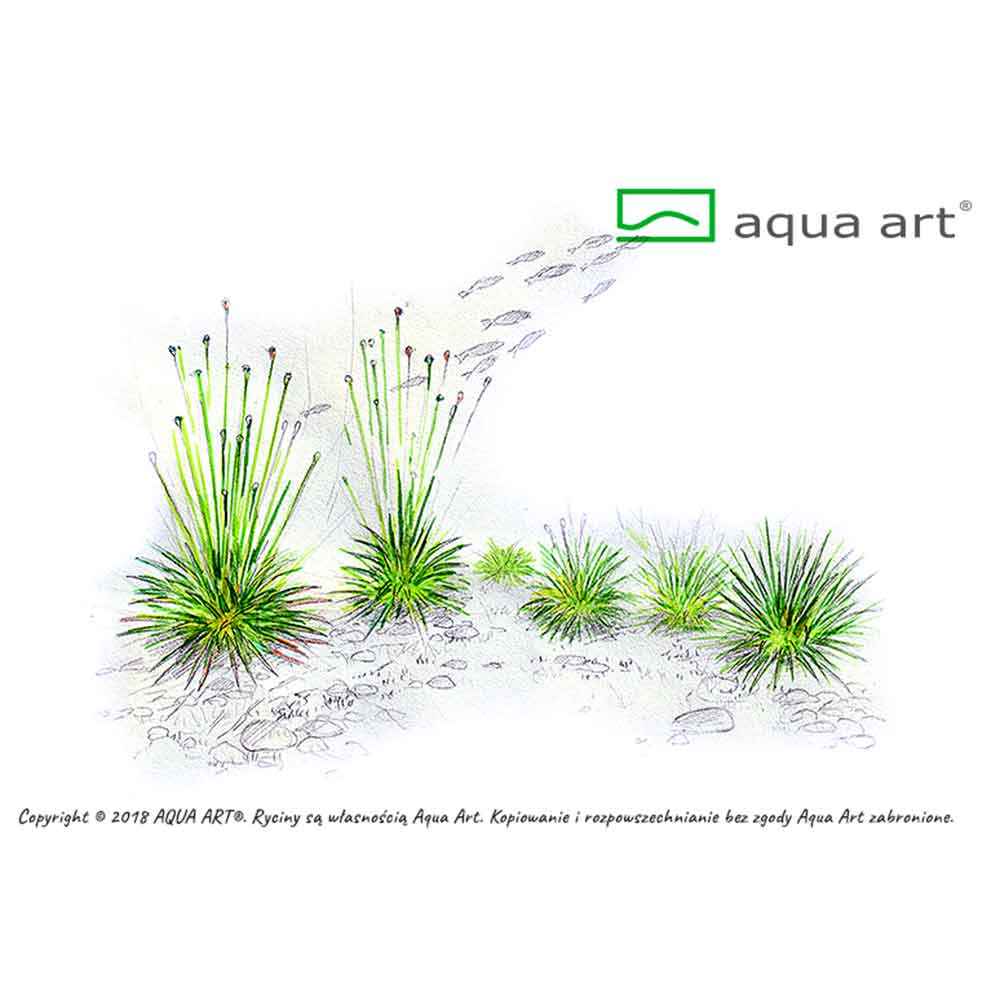Aqua Art Eriocaulon cinereum in Vitro Cup