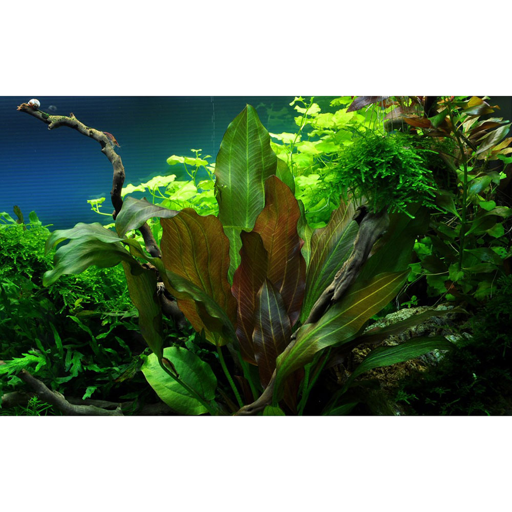 Tropica 1•2•Grow! Echinodorus "Reni" in Vitro Cup