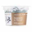 Aqua Art Bucephalandra sp "Wave Leaf" in Vitro Cup