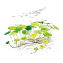 Aqua Art Hydrocotyle sp. in Cup Vitro