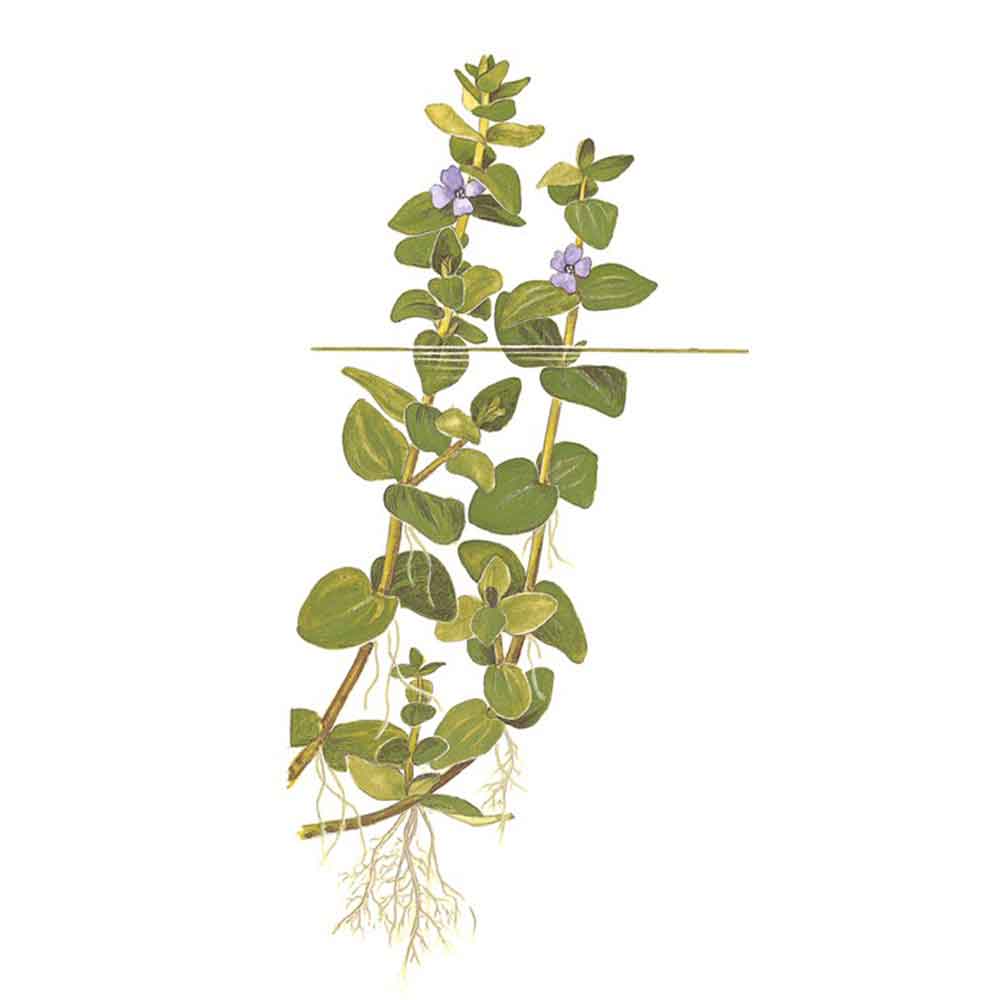 Tropica Single Package Limnophila sessiliflora