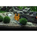 Tropica Single Package Mini Aegagropila linnaei