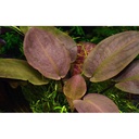 Tropica Lagenandra Meeboldii "Red" in vasetto