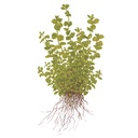 Tropica Micranthemum Umbrosum in vasetto