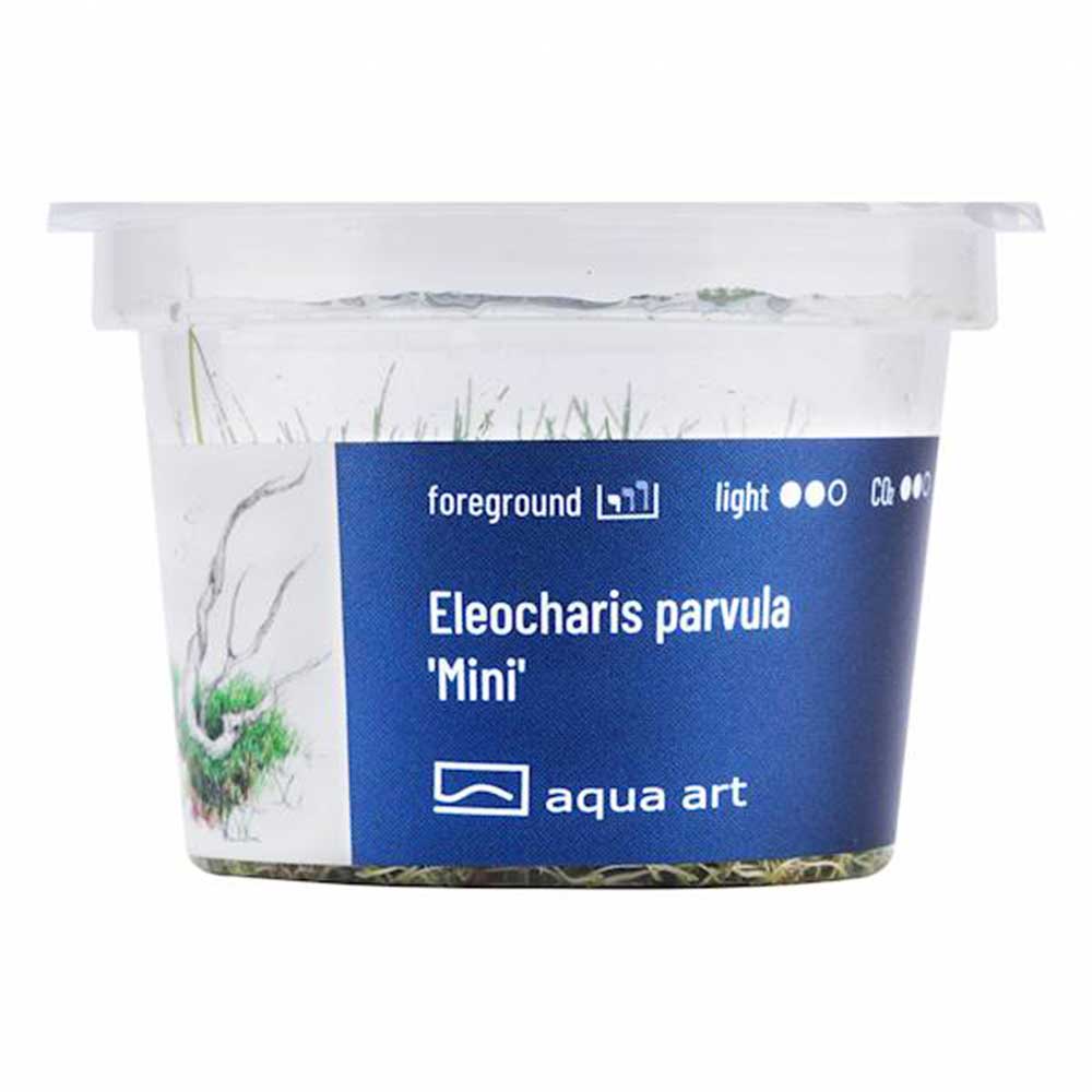 Aqua Art Eleocharis parvula "Mini" in Vitro Cup