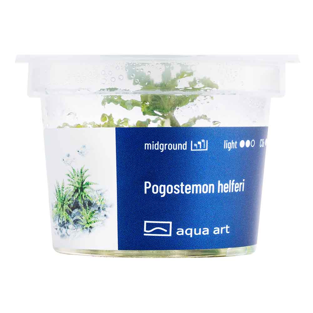 Aqua Art Pogostemon helferi in Vitro Cup