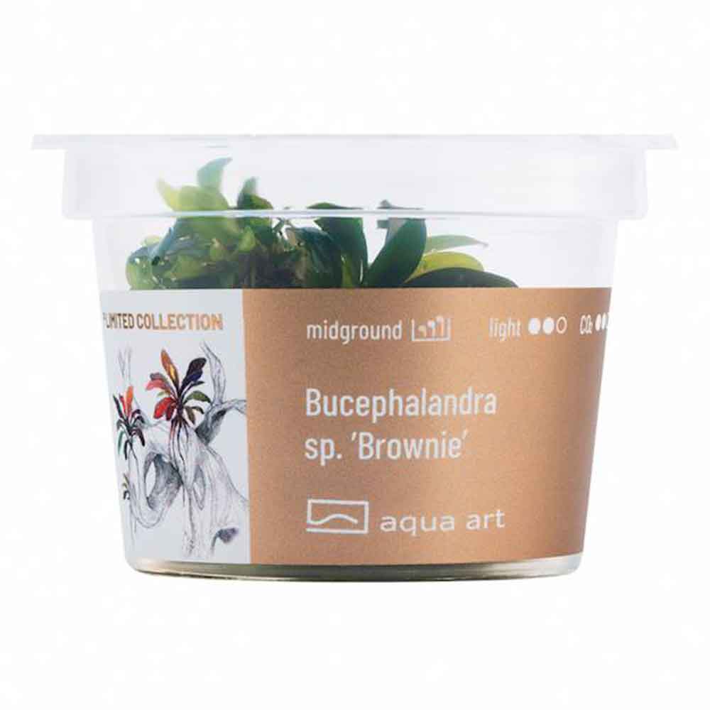 Aqua Art Bucephalandra sp. "Brownie" in Cup Vitro