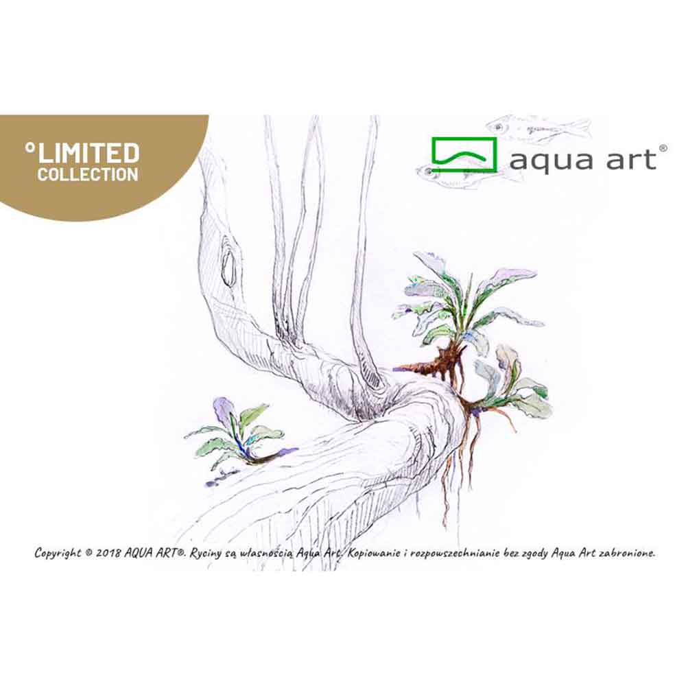 Aqua Art Bucephalandra sp "Wave Leaf" in Vitro Cup