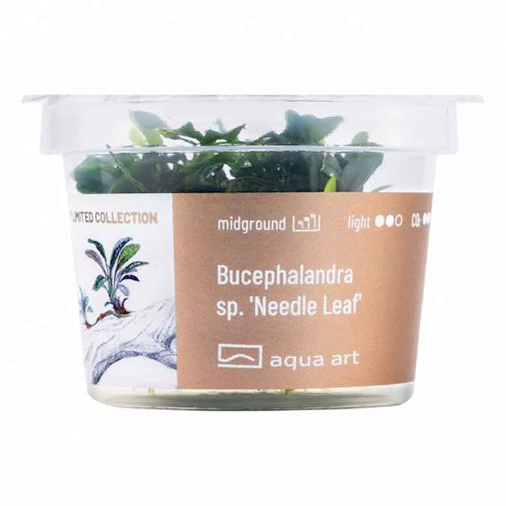 Aqua Art Bucephalandra sp. "Needle Leaf" in Cup Vitro