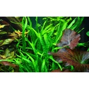 Tropica Microsorum Pteropus "Narrow" in vasetto
