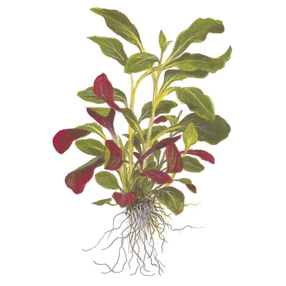 Tropica Lobelia Cardinalis in vasetto