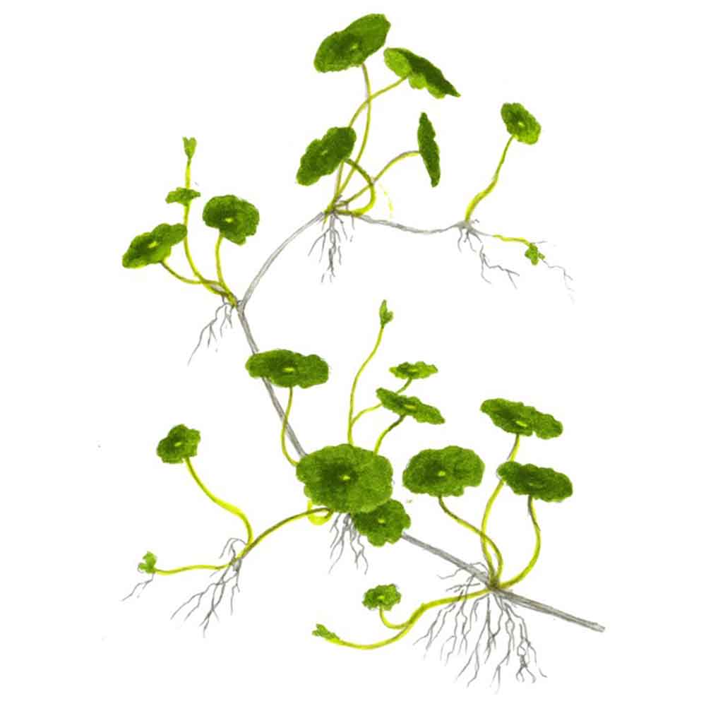 Tropica Hydrocotyle Verticillata in vasetto