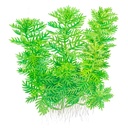 Tropica Hottonia Palustris in vasetto