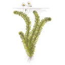 Tropica Egeria Densa in mazzetto