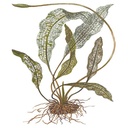 Tropica Aponogeton Madagascariensis a bulbo