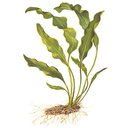 Tropica Aponogeton Ulvaceus bulbo