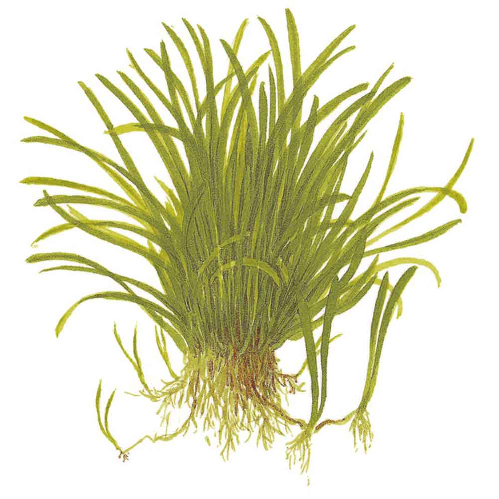 Tropica Lilaeopsis Brasiliensis in vasetto